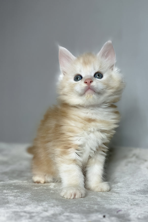 Dag | Maine Coon Kitten