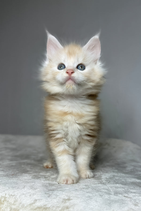 Dag | Maine Coon Kitten