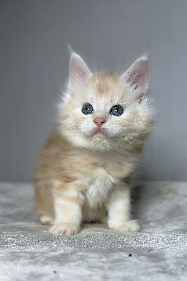 Dag | Maine Coon Kitten