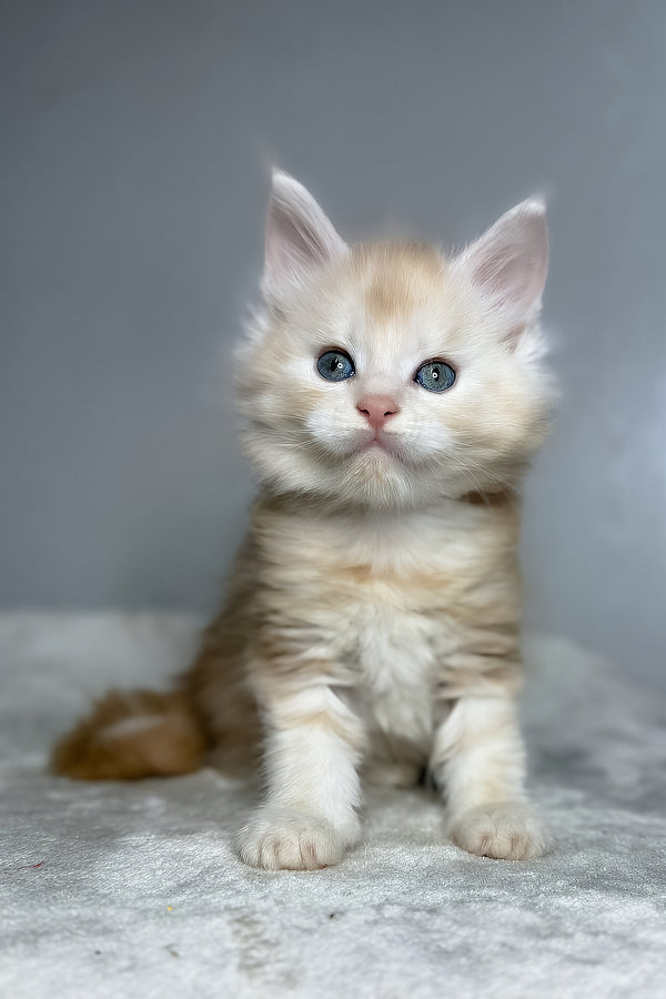 Dag | Maine Coon Kitten
