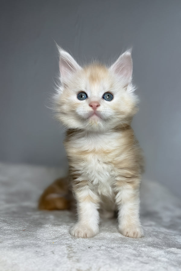 Dag | Maine Coon Kitten