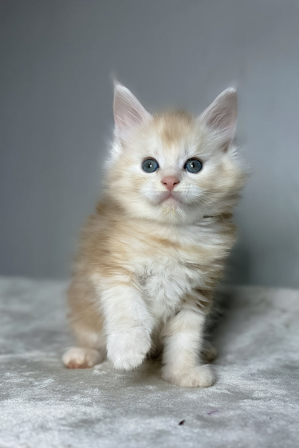 Dag | Maine Coon Kitten