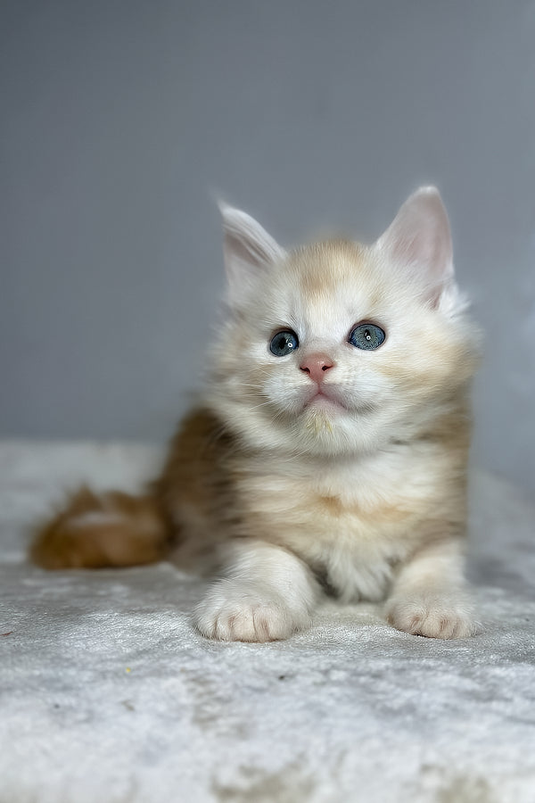 Dag | Maine Coon Kitten