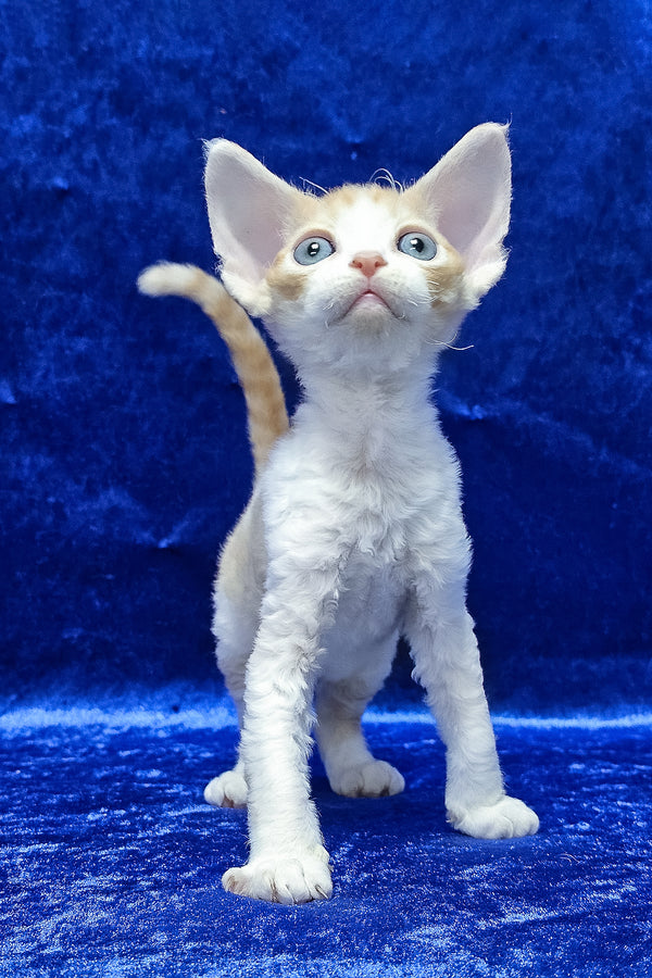 Damian | Devon Rex Kitten
