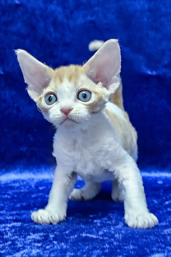 Damian | Devon Rex Kitten