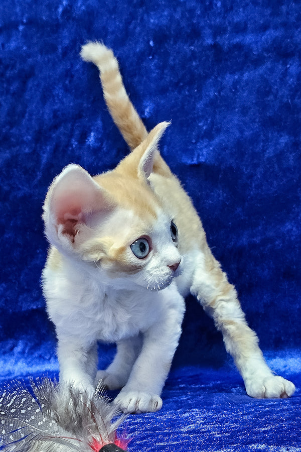 Damian | Devon Rex Kitten