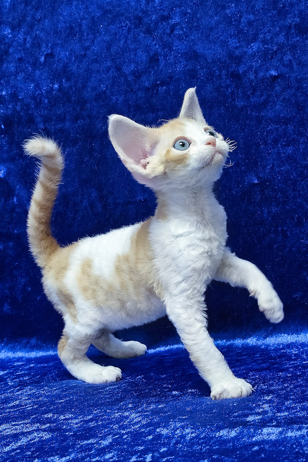 Damian | Devon Rex Kitten