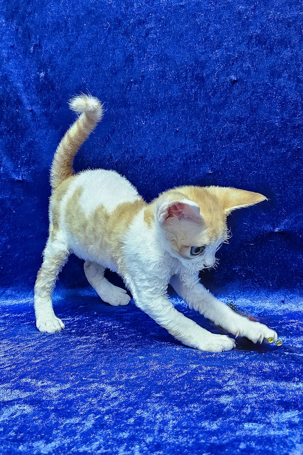 Damian | Devon Rex Kitten