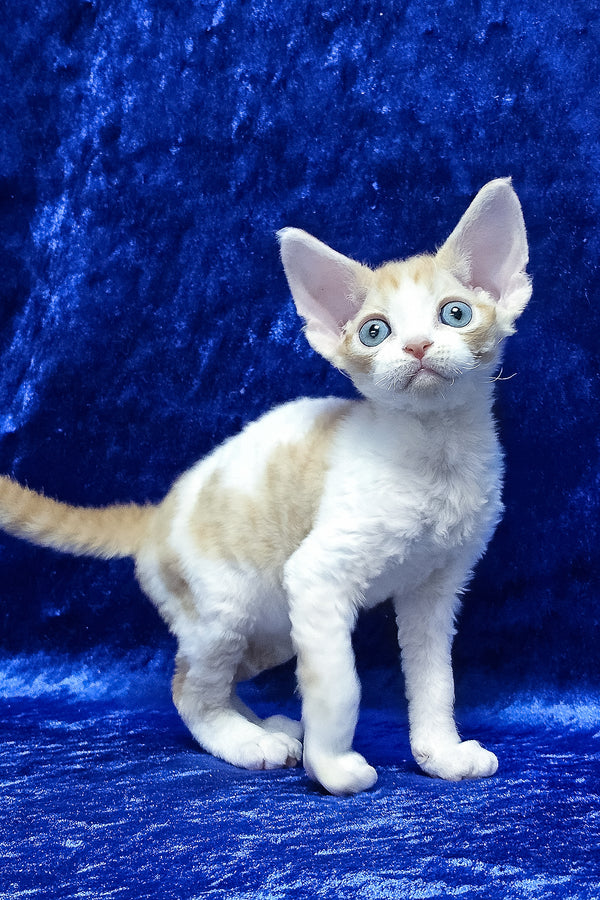 Damian | Devon Rex Kitten
