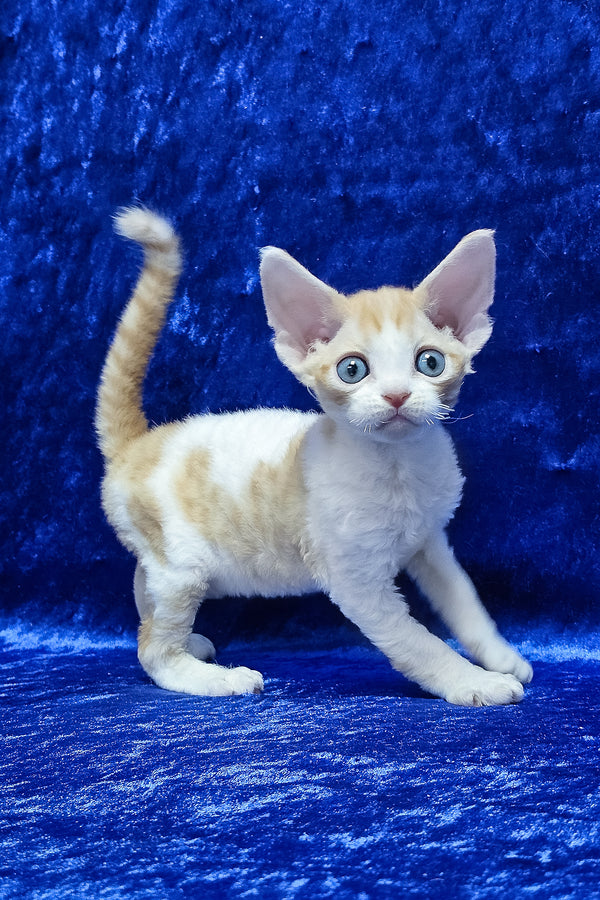 Damian | Devon Rex Kitten