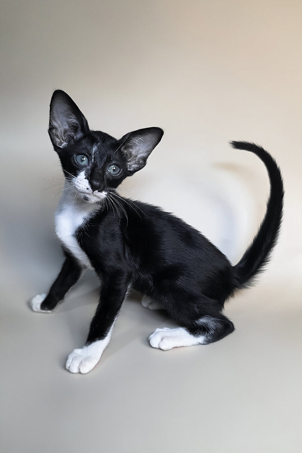 Daphne | Oriental Shorthair Kitten