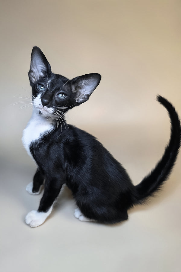 Daphne | Oriental Shorthair Kitten