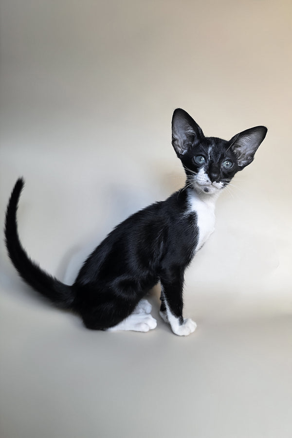 Daphne | Oriental Shorthair Kitten
