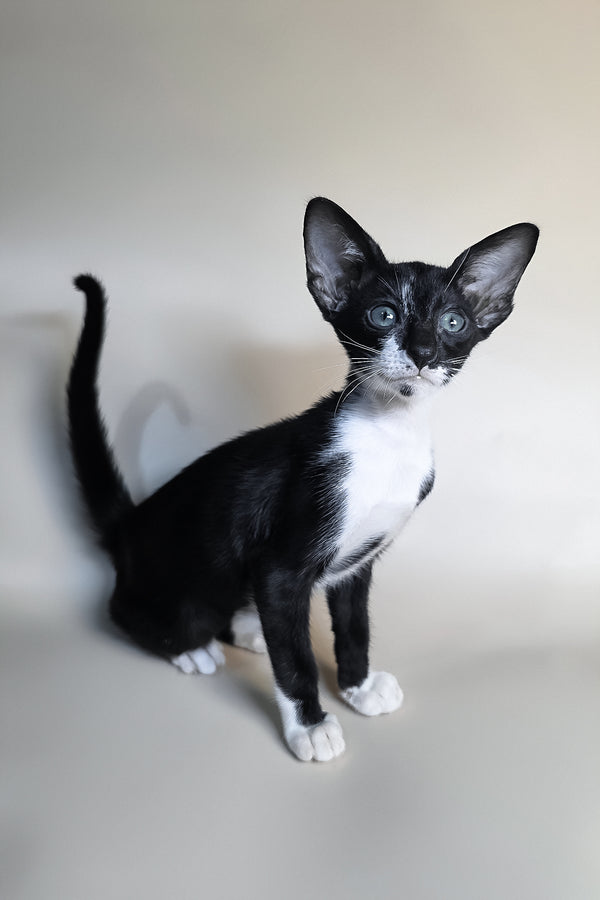 Daphne | Oriental Shorthair Kitten