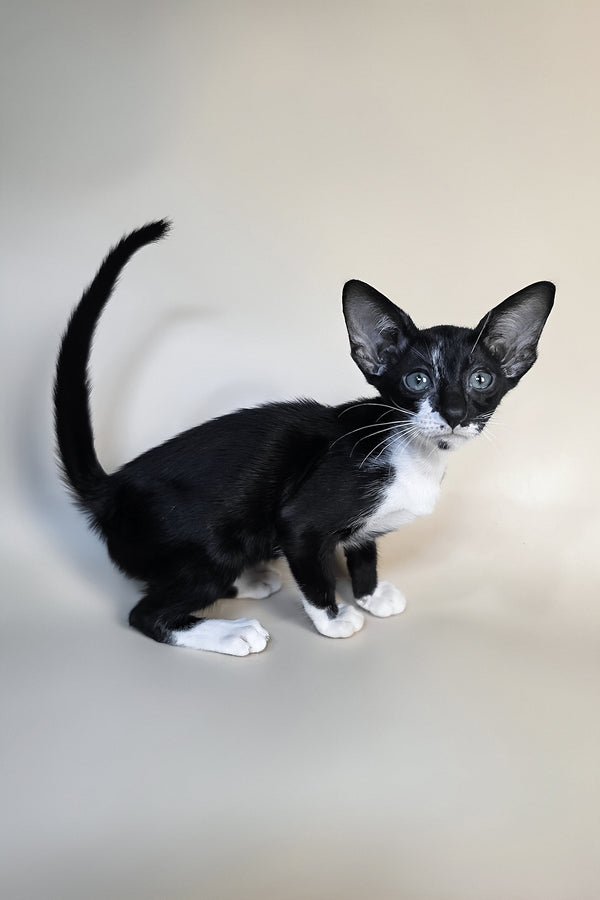 Daphne | Oriental Shorthair Kitten