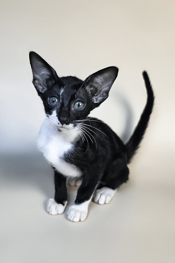 Daphne | Oriental Shorthair Kitten