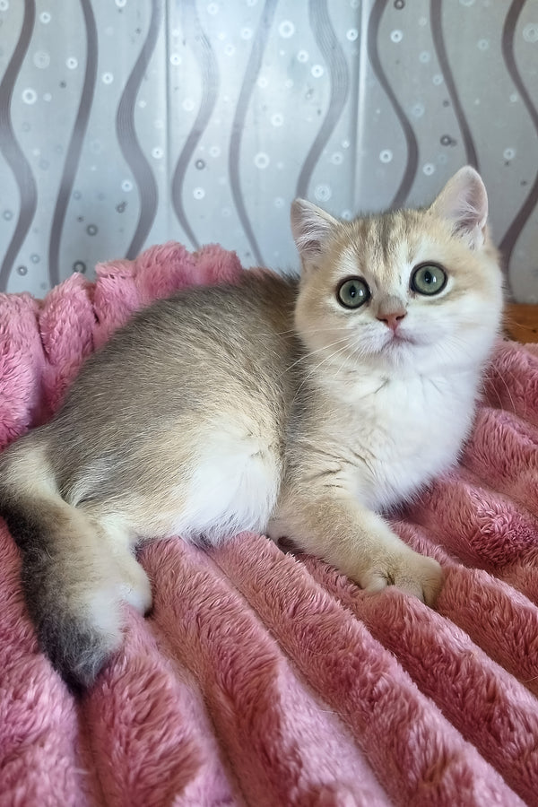 Darisha | British Shorthair Kitten