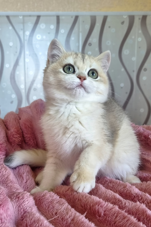 Darisha | British Shorthair Kitten