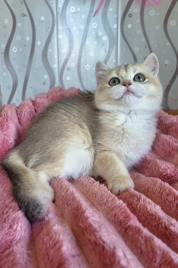 Darisha | British Shorthair Kitten