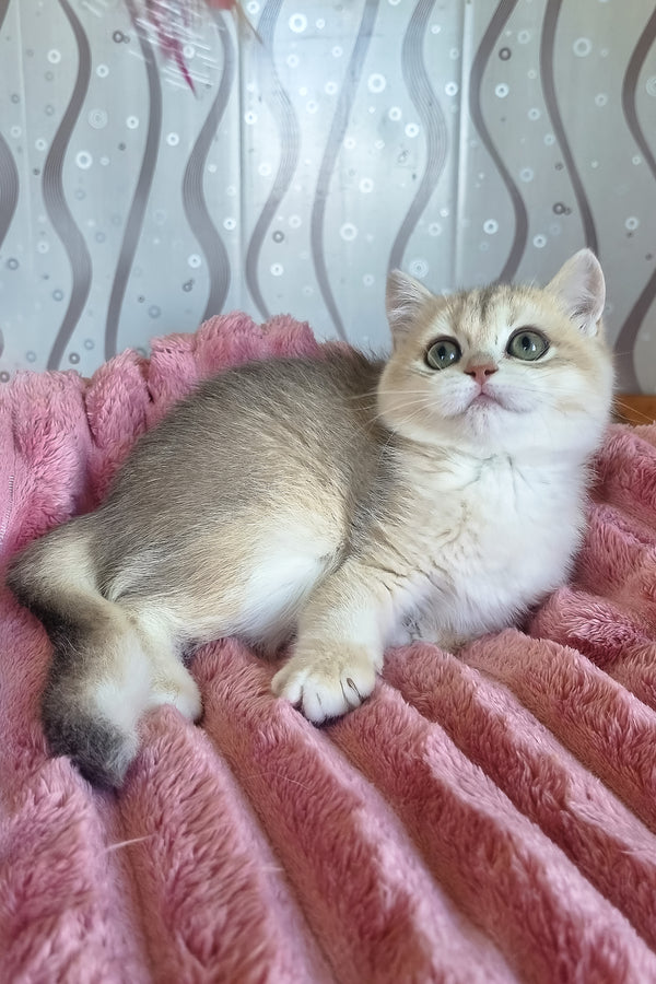 Darisha | British Shorthair Kitten