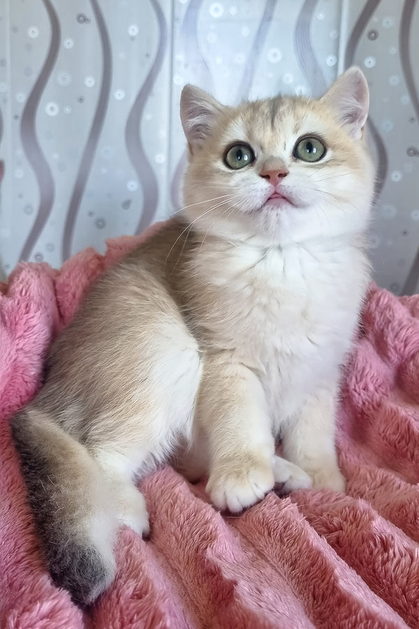 Darisha | British Shorthair Kitten