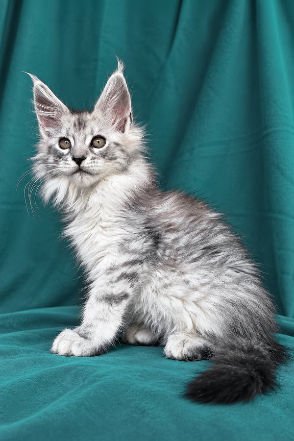 Daruna | Maine Coon Kitten