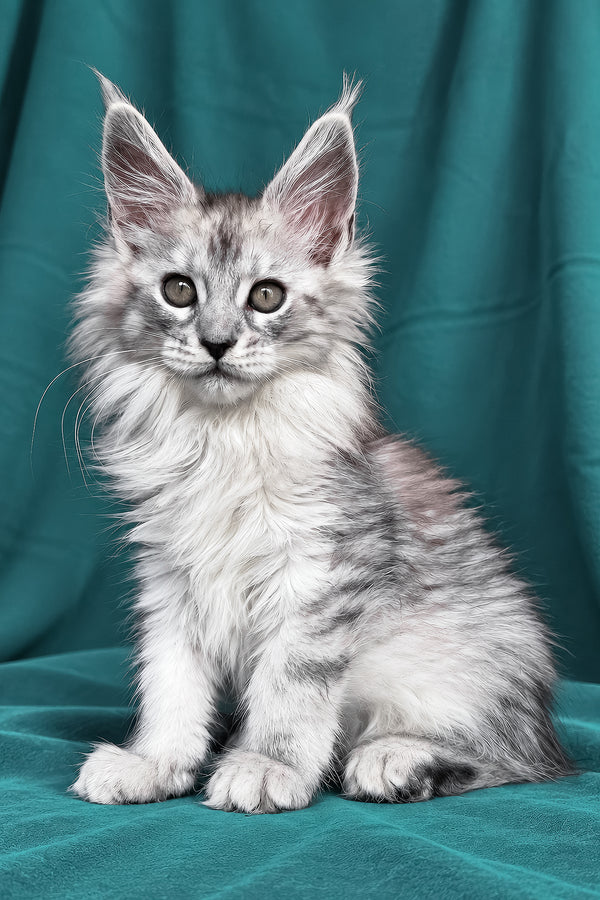 Daruna | Maine Coon Kitten