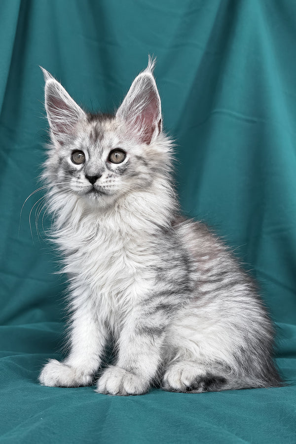 Daruna | Maine Coon Kitten
