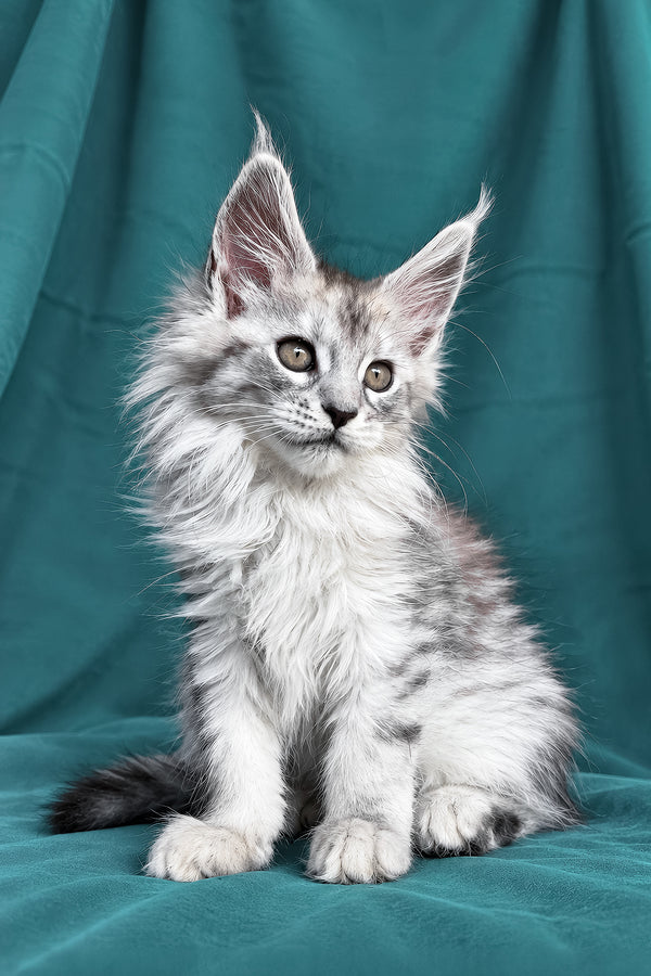 Daruna | Maine Coon Kitten
