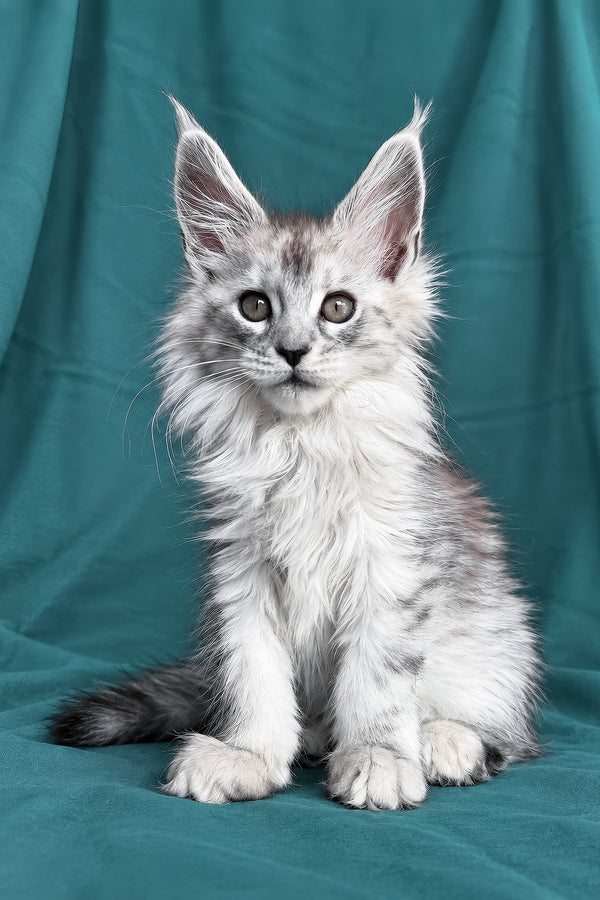 Daruna | Maine Coon Kitten