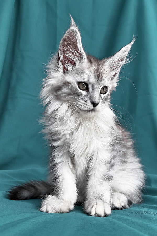 Daruna | Maine Coon Kitten