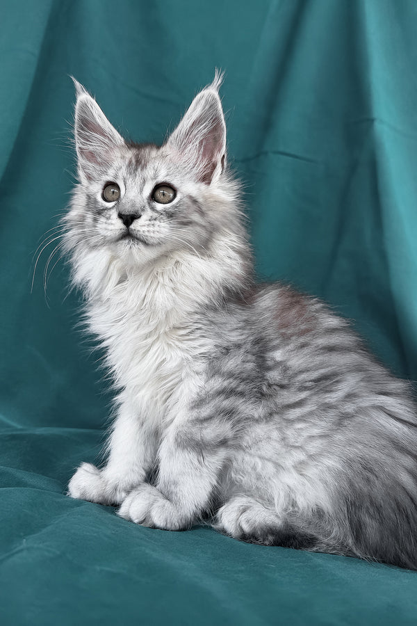 Daruna | Maine Coon Kitten