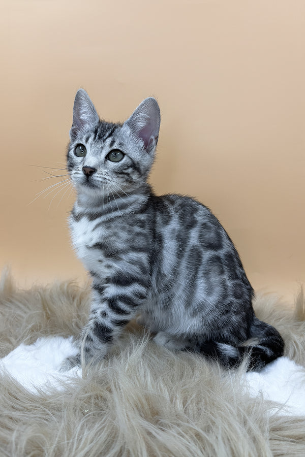 Daisy | Bengal Kitten