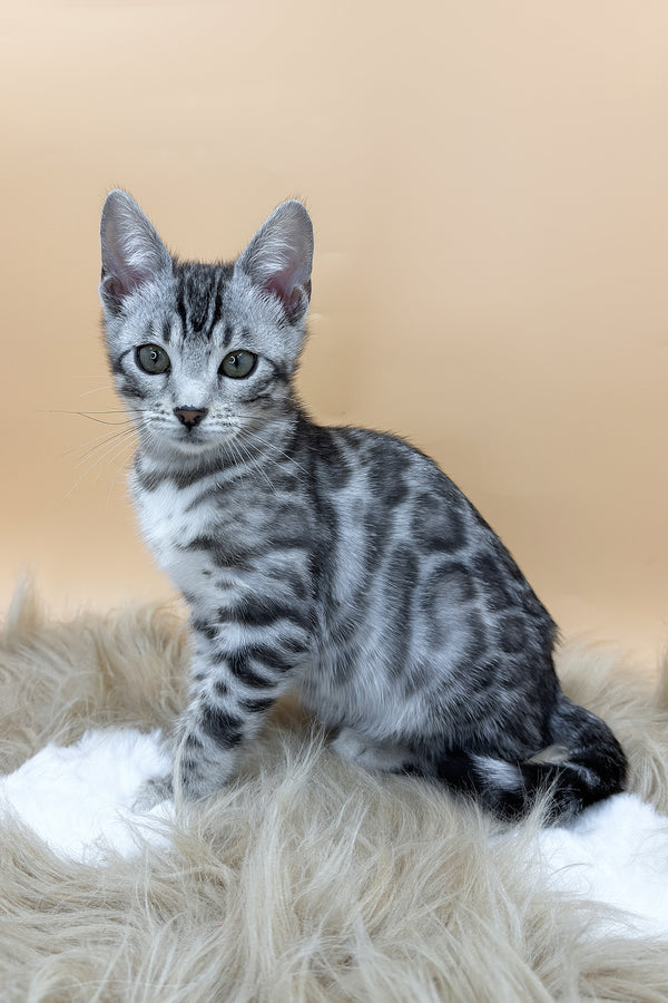 Daisy | Bengal Kitten