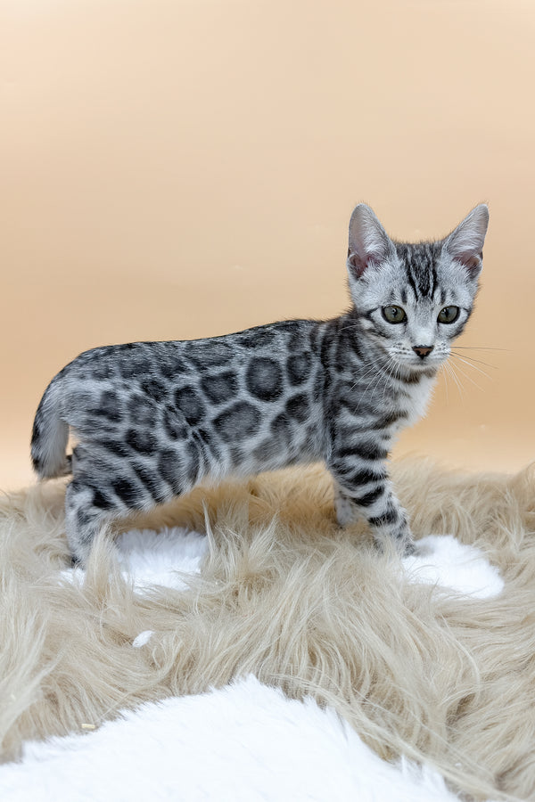Daisy | Bengal Kitten
