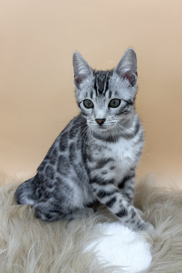 Daisy | Bengal Kitten