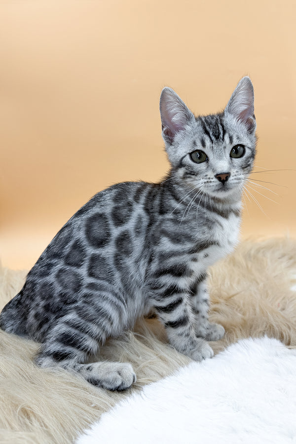 Daisy | Bengal Kitten
