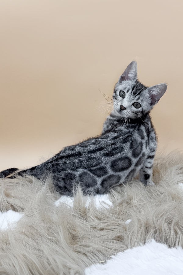 Daisy | Bengal Kitten