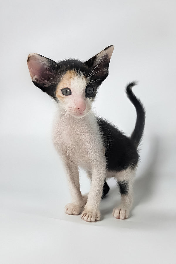 Dessert | Oriental Shorthair Kitten