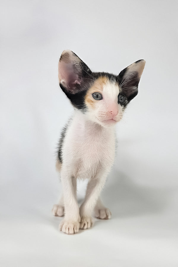 Dessert | Oriental Shorthair Kitten