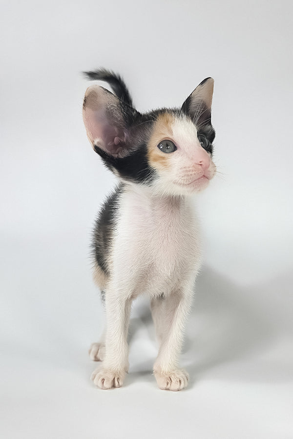 Dessert | Oriental Shorthair Kitten