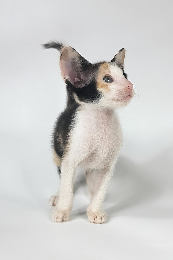 Dessert | Oriental Shorthair Kitten