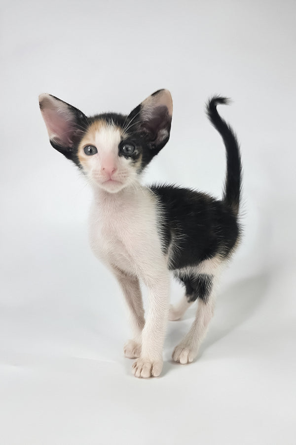 Dessert | Oriental Shorthair Kitten