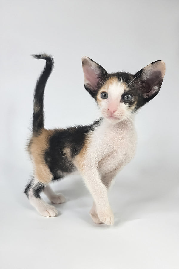Dessert | Oriental Shorthair Kitten