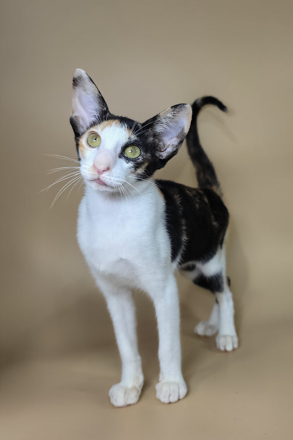 Dessert | Oriental Shorthair Kitten