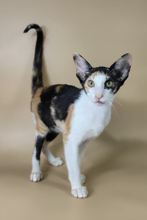 Dessert | Oriental Shorthair Kitten
