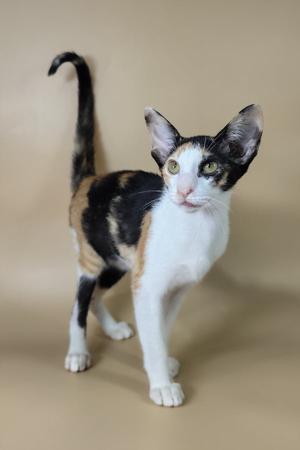 Dessert | Oriental Shorthair Kitten