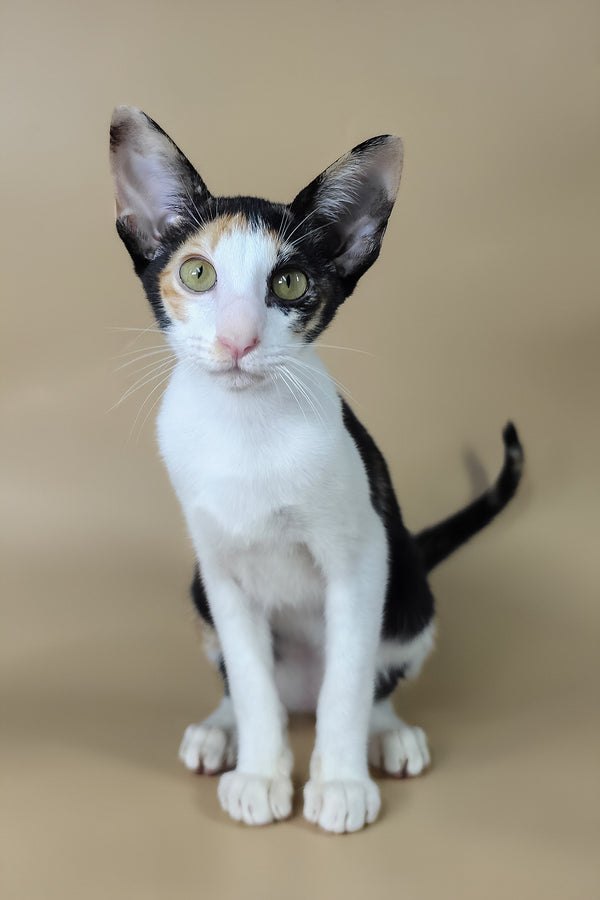 Dessert | Oriental Shorthair Kitten