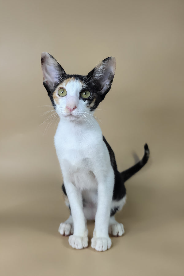 Dessert | Oriental Shorthair Kitten