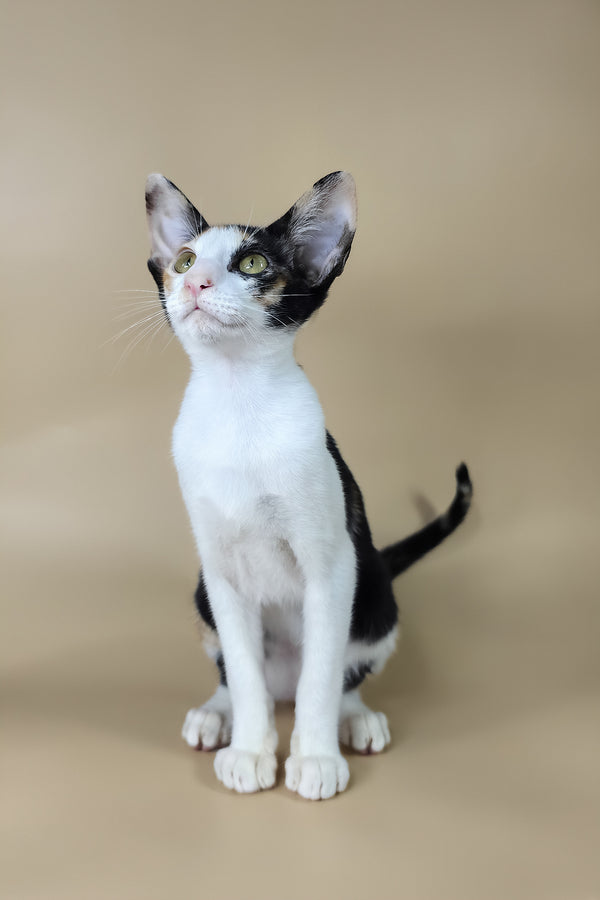 Dessert | Oriental Shorthair Kitten